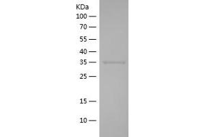 Western Blotting (WB) image for Apurinic/Apyrimidinic Endonuclease 1 (APEX1) (AA 97-195) protein (His-IF2DI Tag) (ABIN7282061) (APEX1 Protein (AA 97-195) (His-IF2DI Tag))