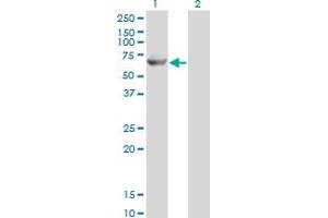 Western Blot analysis of GK2 expression in transfected 293T cell line by GK2 monoclonal antibody (M04), clone 3G4. (GK2 antibody  (AA 1-553))