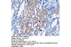 Human kidney (POU3F1 antibody  (N-Term))