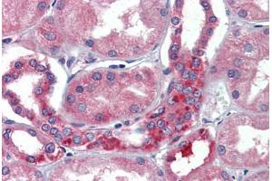 Human Kidney (formalin-fixed, paraffin-embedded) stained with  antibody ABIN462271 followed by biotinylated secondary antibody, alkaline phosphatase-streptavidin and chromogen. (RNH1 antibody  (AA 7-461))