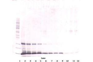 Image no. 1 for anti-Leptin (LEP) antibody (ABIN465530) (Leptin antibody)
