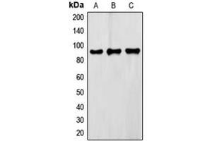 Western blot analysis of FXR2 expression in Raw264. (FXR2 antibody  (C-Term))
