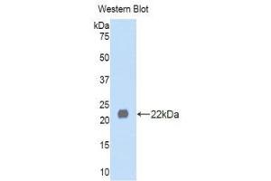 Western Blotting (WB) image for anti-Left-Right Determination Factor 1 (LEFTY1) (AA 167-332) antibody (ABIN1859642) (LEFTY1 antibody  (AA 167-332))