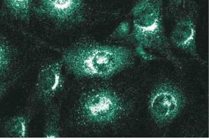 Immunofluorescence staining of NIH-3T3 cells. (VTI1A antibody  (AA 114-217))