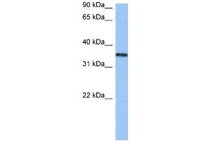 HNRNPA2B1 antibody used at 0. (HNRNPA2B1 antibody  (N-Term))