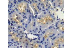 Used in DAB staining on fromalin fixed paraffin- embedded Kidney tissue (FGFR4 antibody  (AA 165-366))