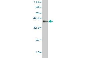 Western Blot detection against Immunogen (35. (MARCKSL1 antibody  (AA 107-195))