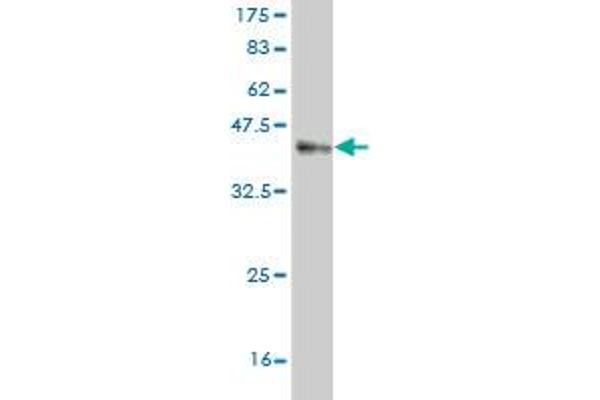 MARCKSL1 antibody  (AA 107-195)