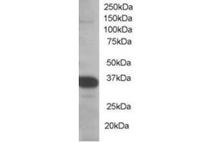 Image no. 1 for anti-Single-Strand-Selective Monofunctional Uracil-DNA Glycosylase 1 (SMUG1) (N-Term) antibody (ABIN374418) (SMUG1 antibody  (N-Term))