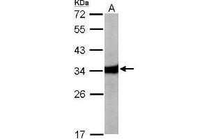 WB Image Sample (50 ug of whole cell lysate) A: Mouse liver 12% SDS PAGE antibody diluted at 1:10000 (HAAO antibody)