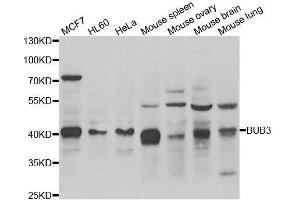 Western blot analysis of extracts of various cell lines, using BUB3 antibody. (BUB3 antibody  (AA 1-328))