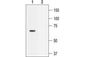 Western blot analysis of rat brain membranes: - 1. (KCNN2 antibody  (C-Term, Intracellular))