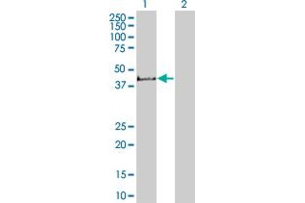 STBD1 antibody  (AA 1-358)