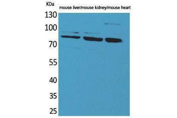 Cullin 4B antibody  (Internal Region)