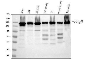 Western blot analysis of BAT3/BAG6 using anti-BAT3/BAG6 antibody (ABIN6719601).