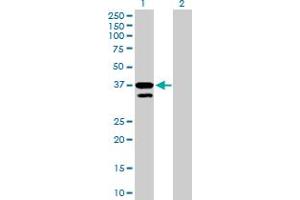 Western Blot analysis of MFNG expression in transfected 293T cell line by MFNG MaxPab polyclonal antibody. (Manic Fringe antibody  (AA 1-321))