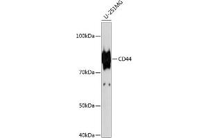 Western blot analysis of extracts of U-251MG cells, using CD44 antibody  at 1:1000 dilution. (CD44 antibody)