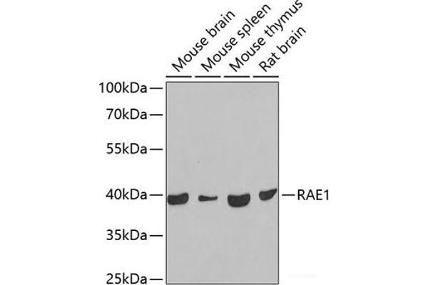 RAE1 antibody