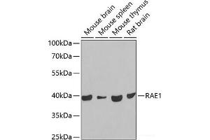 Western blot analysis of extracts of various cell lines using RAE1 Polyclonal Antibody at dilution of 1:1000. (RAE1 antibody)