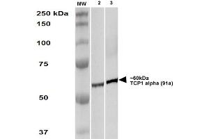 Western Blot analysis of Human A431 and HEK293 cell lysates showing detection of TCP1 alpha protein using Rat Anti-TCP1 alpha Monoclonal Antibody, Clone 91a . (TCP1 alpha/CCTA antibody  (C-Term) (FITC))