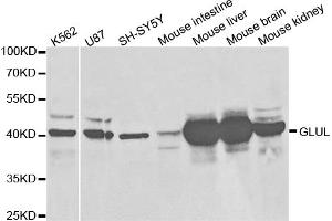 Western blot analysis of extracts of various cell lines, using GLUL antibody (ABIN5973158) at 1/1000 dilution. (GLUL antibody)