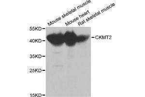 Western blot analysis of extracts of various cell lines, using CKMT2 antibody (ABIN1871856) at 1:1000 dilution. (CHRNA7 antibody)