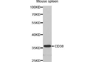 Western Blotting (WB) image for anti-CD38 antibody (ABIN1871623) (CD38 antibody)