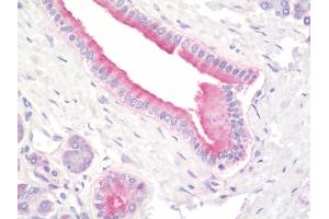 Anti-PFDN5 / MM1 antibody IHC staining of human pancreas. (PFDN5 antibody  (FITC))