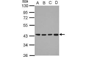 WB Image Sample (30 ug of whole cell lysate) A: A549 B: H1299 C: HCT116 D: MCF-7 10% SDS PAGE antibody diluted at 1:1000 (DNAJB12 antibody  (Center))