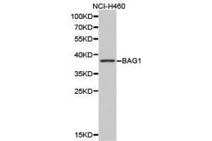Western Blotting (WB) image for anti-BCL2-Associated Athanogene (BAG1) antibody (ABIN1871218) (BAG1 antibody)
