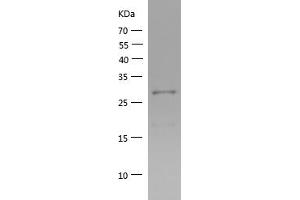 Western Blotting (WB) image for Mitochondrial Antiviral Signaling Protein (MAVS) (AA 237-513) protein (His tag) (ABIN7281791) (MAVS Protein (AA 237-513) (His tag))