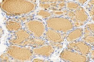 Immunohistochemistry analysis of paraffin-embedded rat thyroid gland using,TG (ABIN7075900) at dilution of 1: 6000