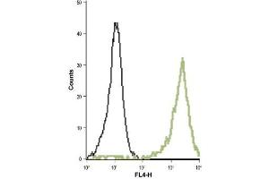 Cell surface detection of KV1. (KCNA5 antibody  (1st Extracellular Loop))