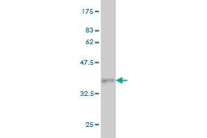 Western Blot detection against Immunogen (35. (GDF7 antibody  (AA 361-450))