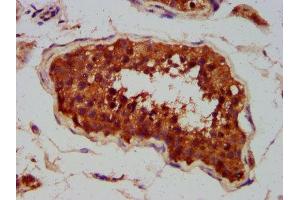 IHC image of ABIN7147569 diluted at 1:400 and staining in paraffin-embedded human testis tissue performed on a Leica BondTM system. (CLCC1 antibody  (AA 446-551))