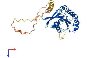 ADP-Ribosylation Factor-Like 10 (ARL10) (AA 1-244) protein (His tag)