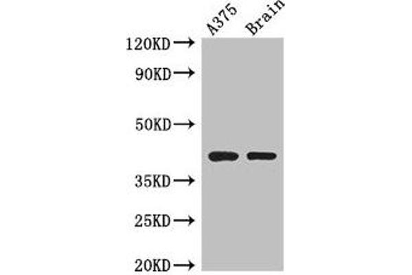 Septin 12 antibody  (AA 1-358)