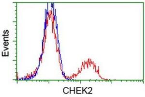 Flow Cytometry (FACS) image for anti-Checkpoint Kinase 2 (CHEK2) antibody (ABIN1497497) (CHEK2 antibody)