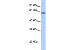 ZNF417 antibody  (N-Term)