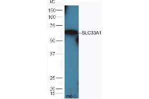 Mouse heart lysate probed (ABIN672066) at 1:300 overnight in 4 °C. (SLC33A1 antibody  (AA 481-549))