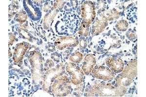 MUC1 antibody was used for immunohistochemistry at a concentration of 4-8 ug/ml to stain Epithelial cells of renal tubule (arrows) in Human Kidney. (MUC1 antibody  (C-Term))