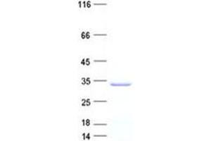 Validation with Western Blot (FGF8 Protein (His tag))