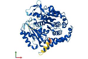 Protein Structure (PS) image for Tubulin, beta 2C (TUBB2C) (AA 1-445) protein (His tag) (ABIN7556659)