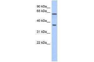 Western Blotting (WB) image for anti-ERG, ETS transcription factor (ERG) antibody (ABIN2460000) (ERG antibody)