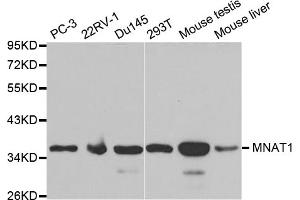 Western blot analysis of extracts of various cell lines, using MNAT1 antibody (ABIN5970984) at 1/1000 dilution. (MNAT1 antibody)