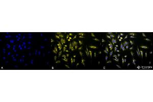 Immunocytochemistry/Immunofluorescence analysis using Rabbit Anti-KDEL Polyclonal Antibody . (KDEL antibody  (Atto 488))