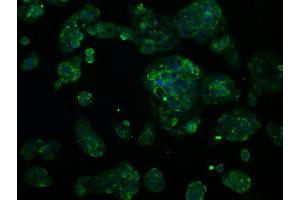 Immunofluorescent staining of HeLa cells using anti-RNF144B mouse monoclonal antibody (ABIN2453610). (RNF144B antibody  (AA 1-256))