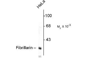 Western blot of HeLa lysate showing specific immunolabeling of the ~ 34k fibrillarin protein. (Fibrillarin antibody)