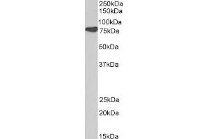 ABIN184659 (0. (Cortactin antibody  (N-Term))