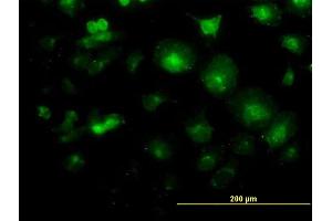 Immunofluorescence of monoclonal antibody to LFNG on HeLa cell. (LFNG antibody  (AA 1-250))